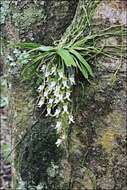 Image of Butterfly orchid