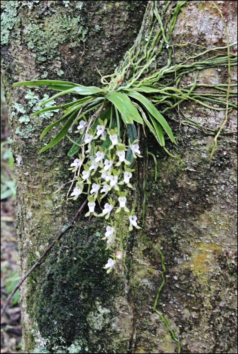 Image of Butterfly orchid