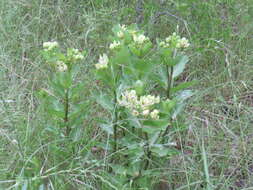 صورة Asclepias viridis Walt.