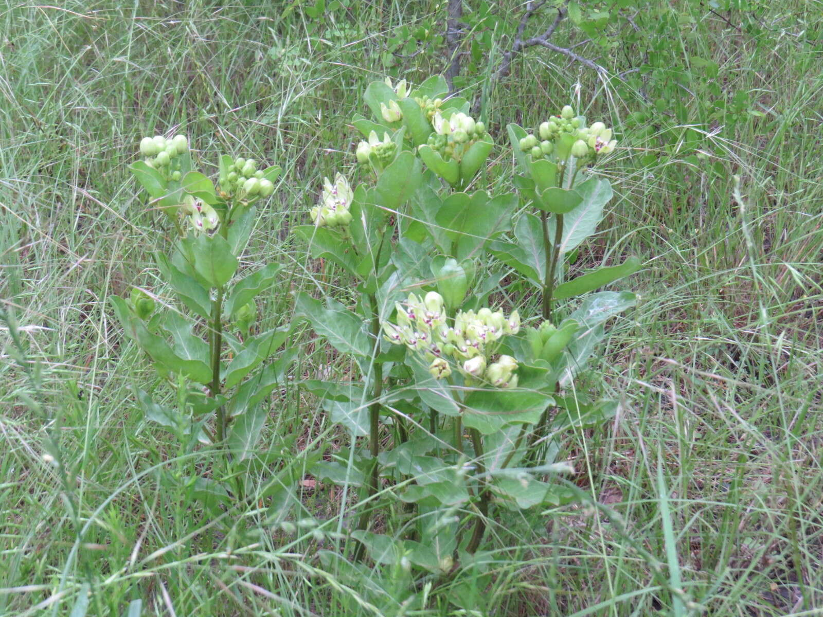 صورة Asclepias viridis Walt.