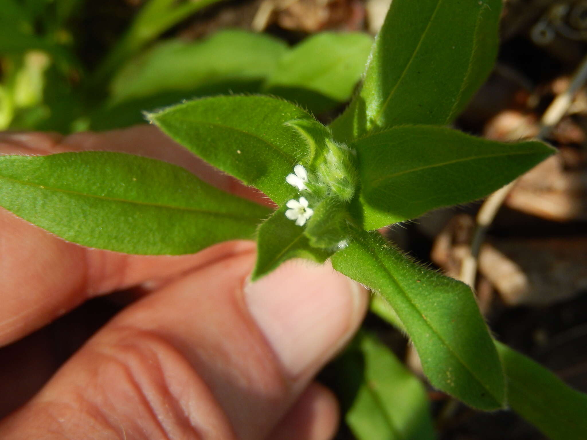 Imagem de Myosotis macrosperma Engelm.