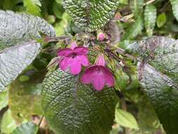 Image of Chrysothemis melittifolia