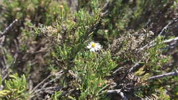 Image de Diplostephium meyenii (Sch. Bip.) Wedd.