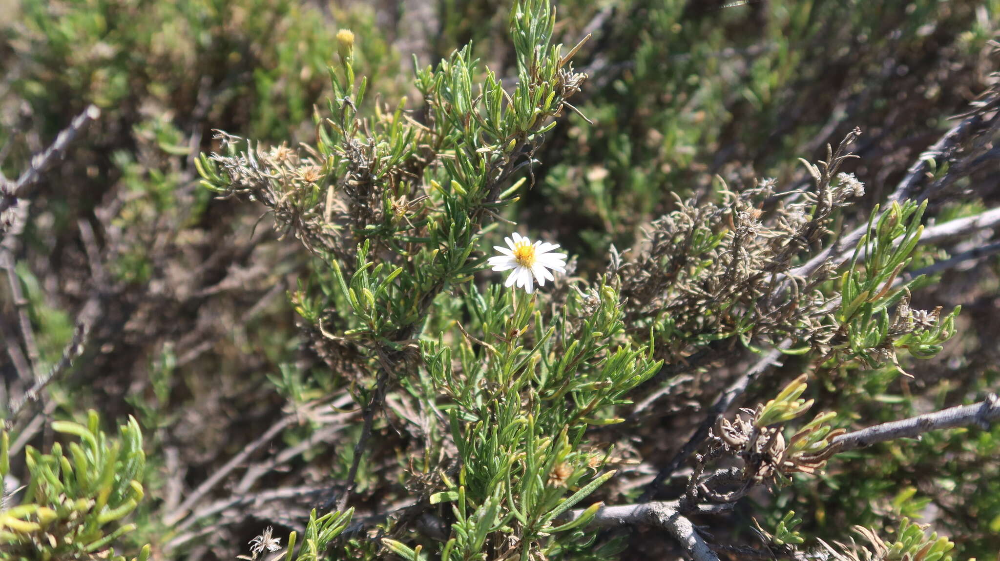 Image de Diplostephium meyenii (Sch. Bip.) Wedd.