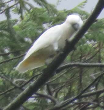 Image of Moluccan Cockatoo