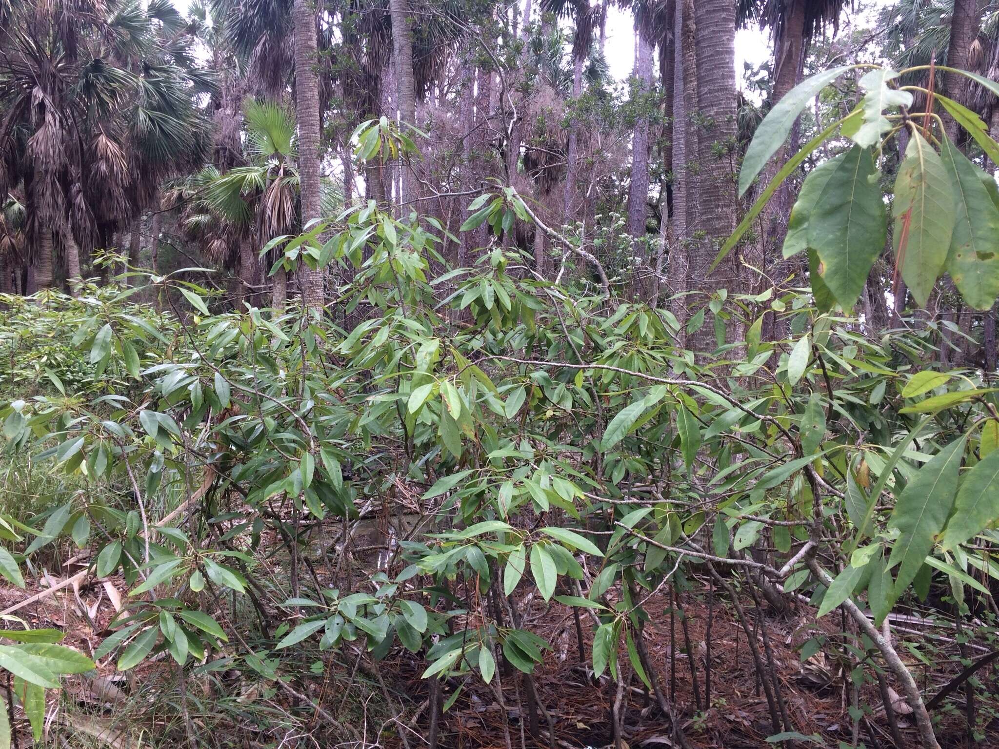 Image of corkwood