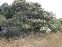 Image of Syzygium legatii Burtt Davy & Greenway