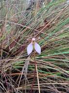 Image of Magenta autumn orchid