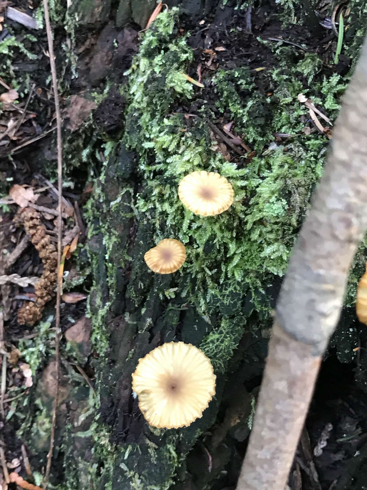 Image de Lichenomphalia umbellifera (L.) Redhead, Lutzoni, Moncalvo & Vilgalys 2002