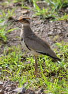 Image of Bronze-winged Courser