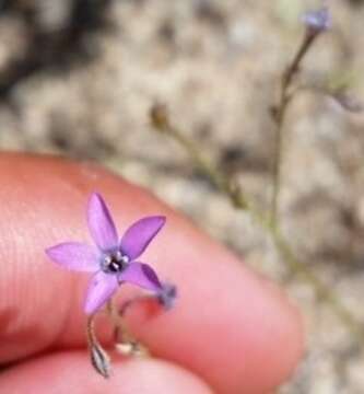 Image of greater yellowthroat gilia