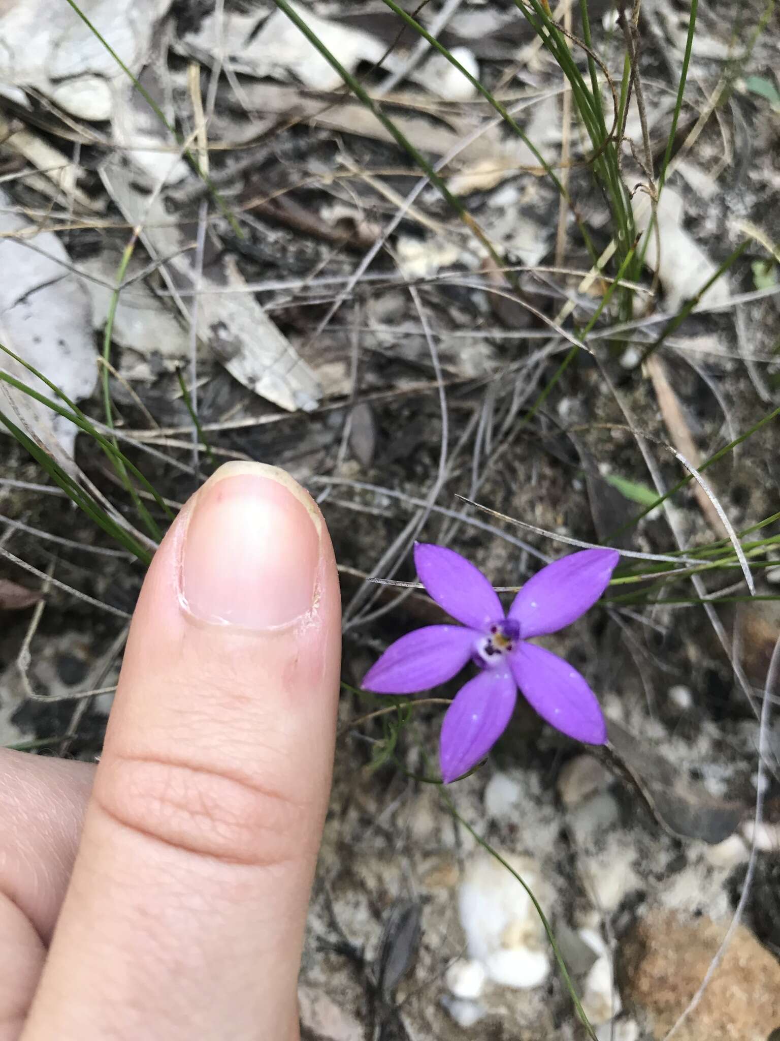 Image of Small waxlip orchid