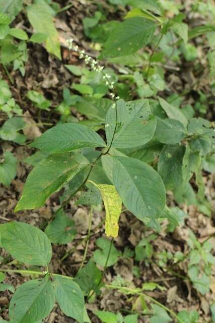 Image de Persicaria virginiana (L.) Gaertner