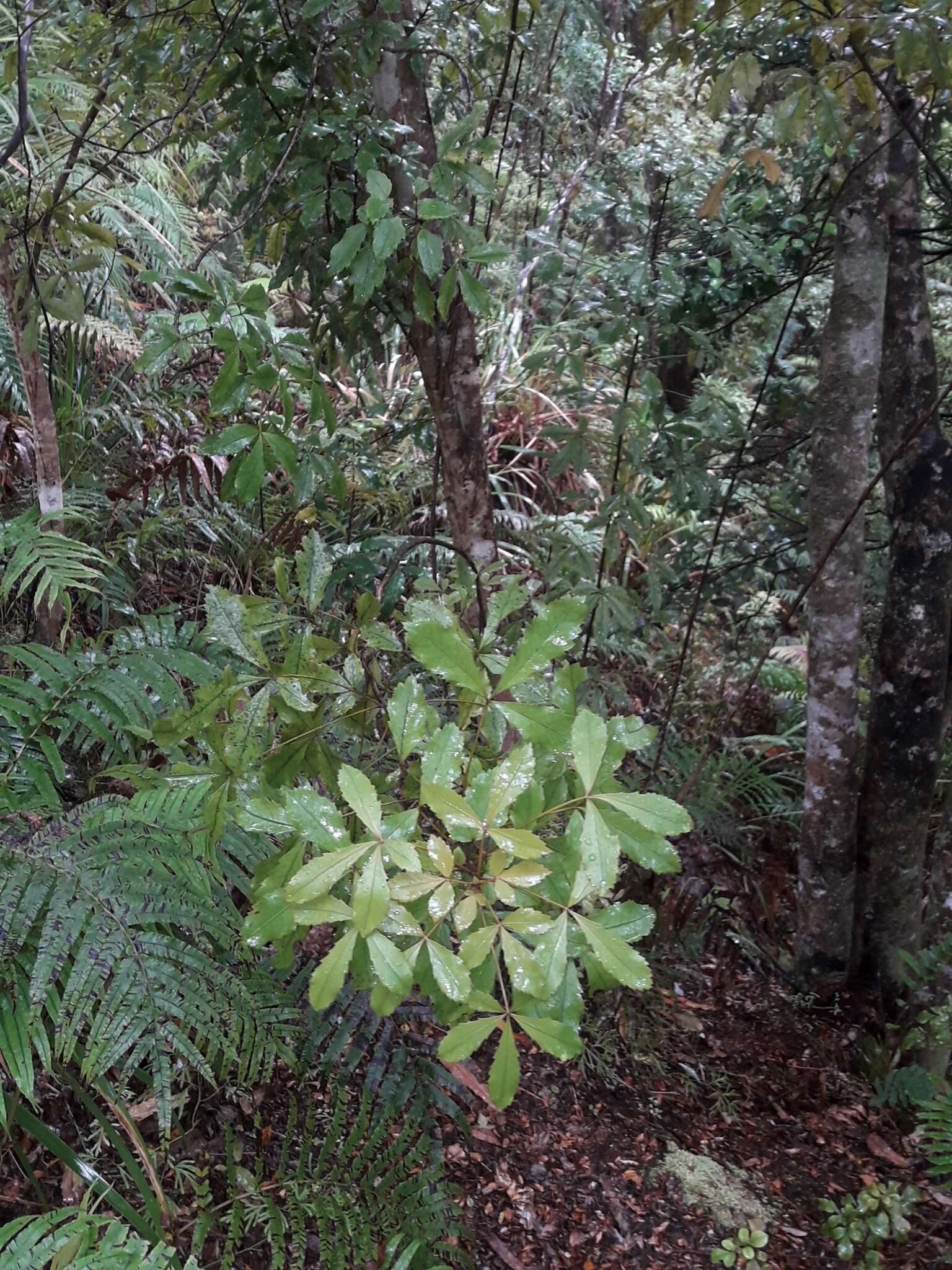 Image of Pseudopanax discolor (Kirk) Harms