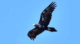 Image of Wedge-tailed Eagle