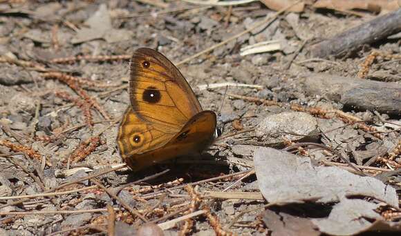 Image of Hypocysta euphemia Westwood (1851)