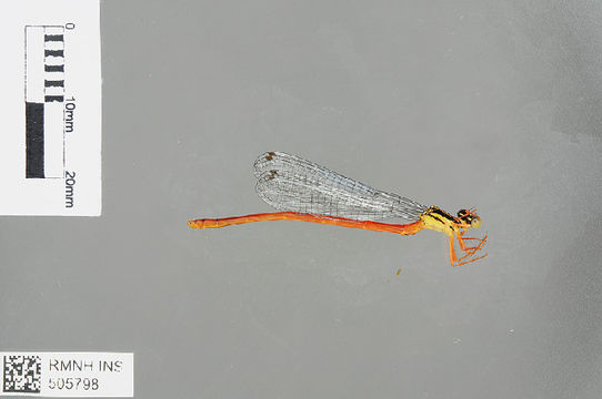 539.odobp rmnh ins 505798 1468521002 jpg.580x360