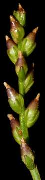 صورة Plantago pusilla Nuttall