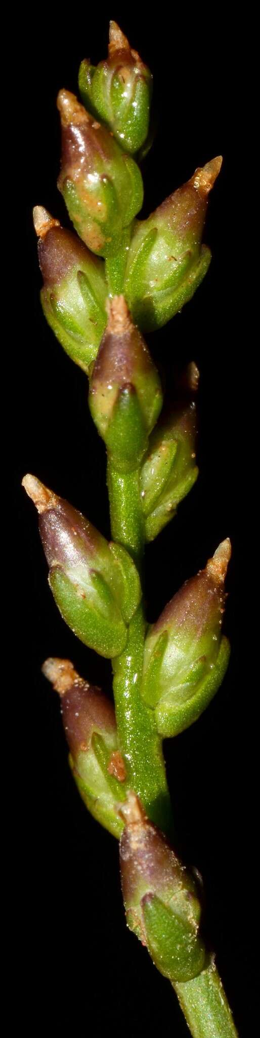 صورة Plantago pusilla Nuttall