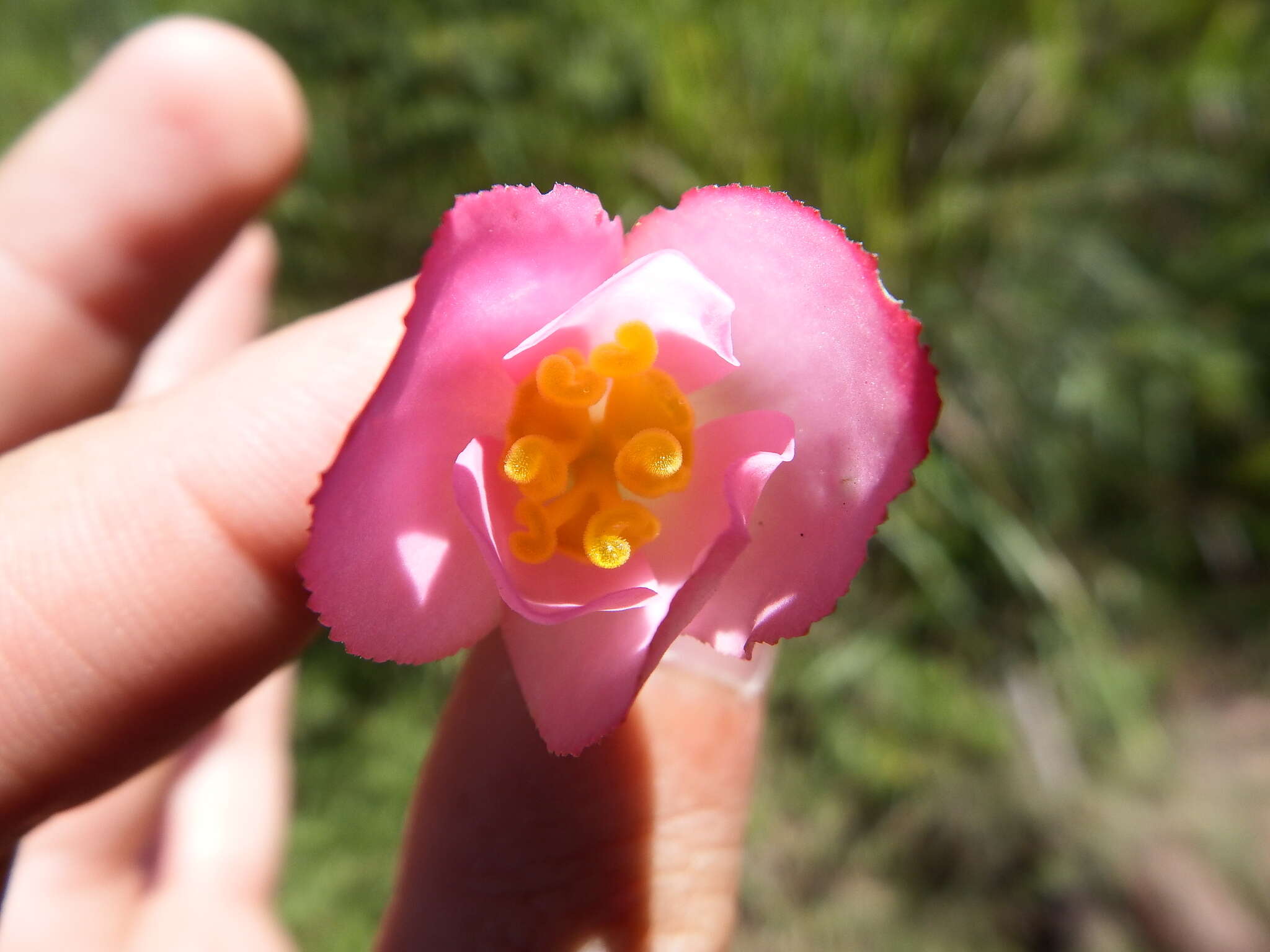 Image of Begonia gracilis Kunth