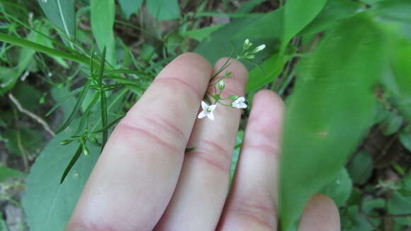 Image of Houstonia longifolia var. tenuifolia (Nutt.) Alph. Wood