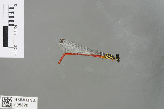 539.odobp rmnh ins 505828 1468520960 jpg.580x360