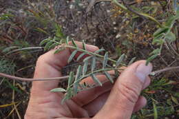 Image of Hedysarum dahuricum B. Fedtsch.