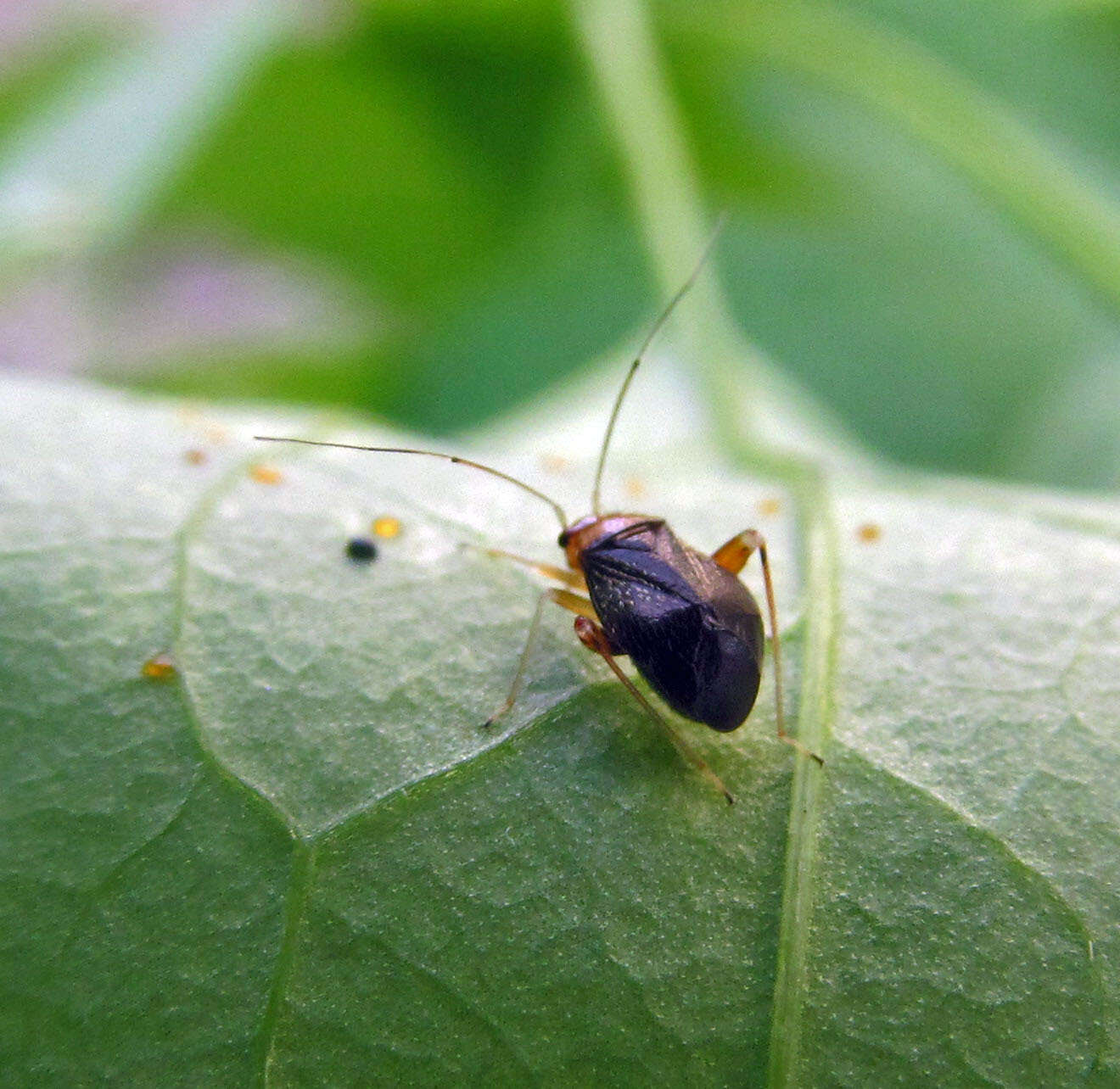 Image of Halticus luteicollis (Panzer 1804)