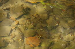 Image of Monkey river prawn