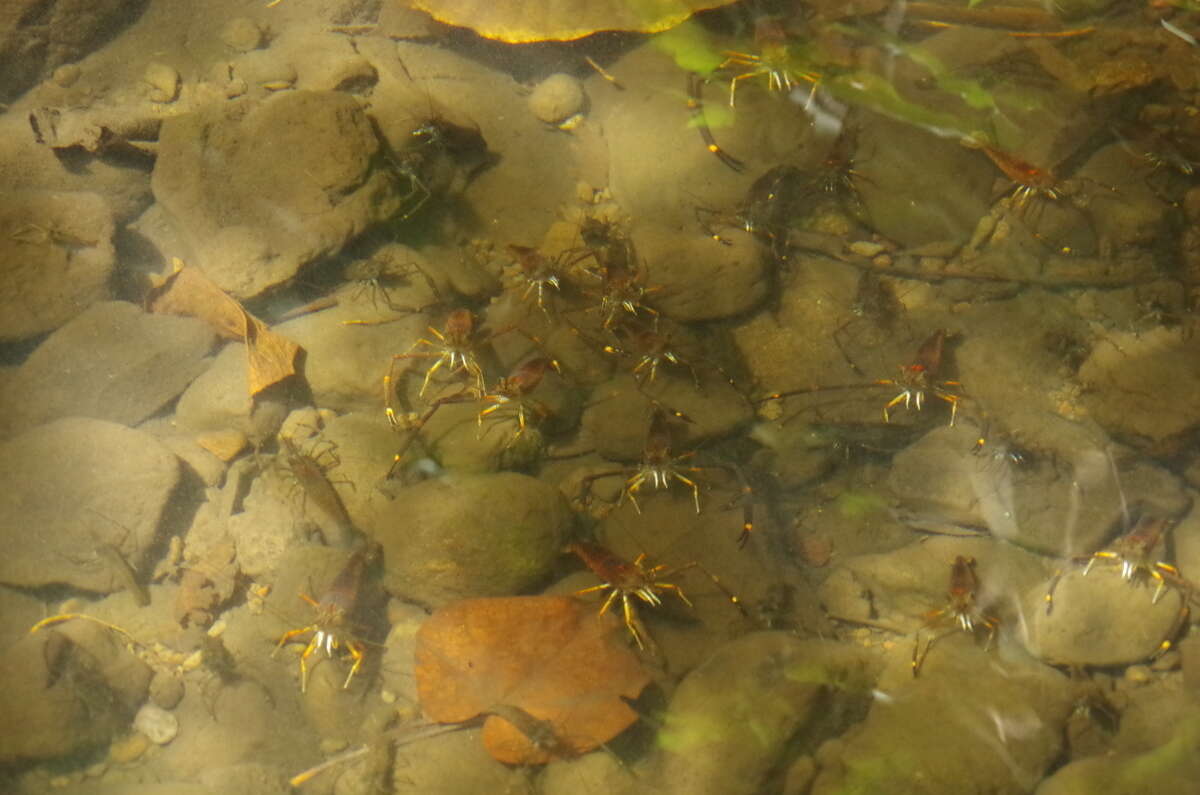 Image of Monkey river prawn