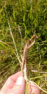 Image of Smooth Meadow-grass