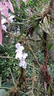 Image of The Flag-Like Miltoniopsis