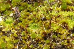 Image of Petalophyllum preissii Gottsche