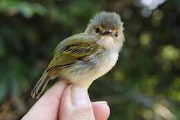 Image of Rusty-fronted Tody-Flycatcher