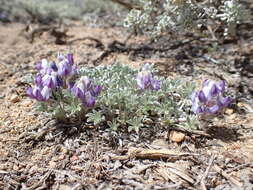 Image of matted lupine