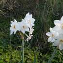 Image of Narcissus papyraceus subsp. papyraceus