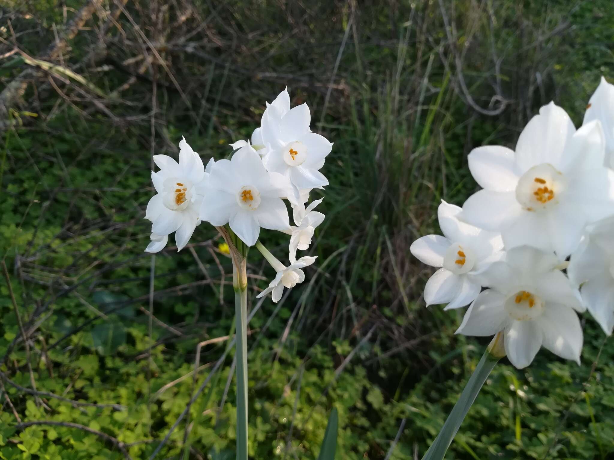 Image of Narcissus papyraceus subsp. papyraceus