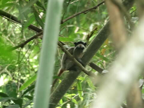 Image of Black-chinned Emperor Tamarin