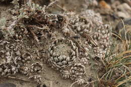 Image de Orostachys thyrsiflora (DC.) Fisch. ex Sweet