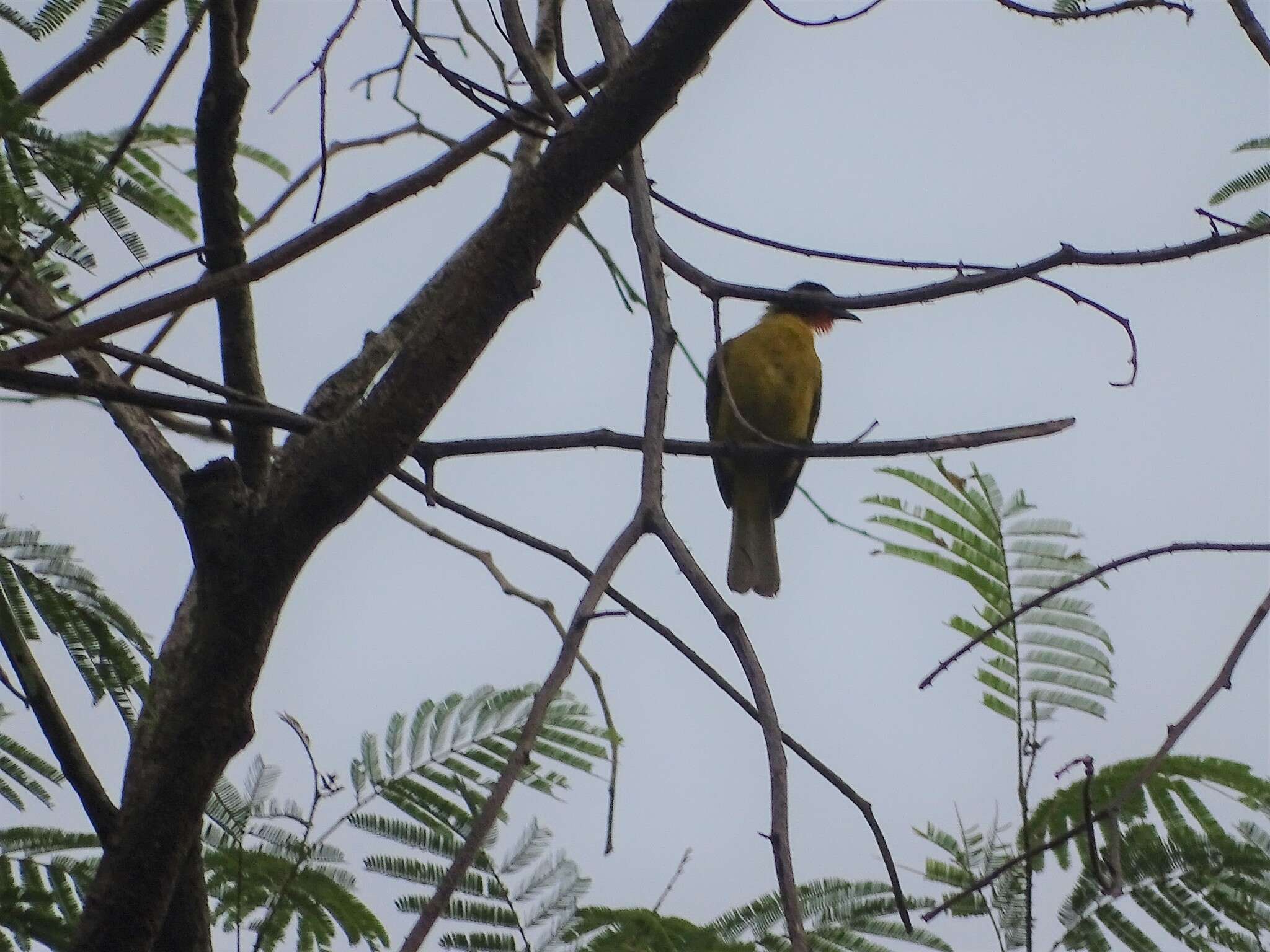 Image of Flame-throated Bulbul