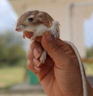 Image of Ord's Kangaroo Rat