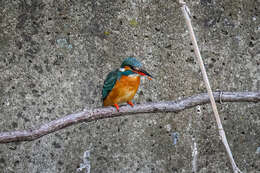 Image of Alcedo atthis bengalensis Gmelin & JF 1788