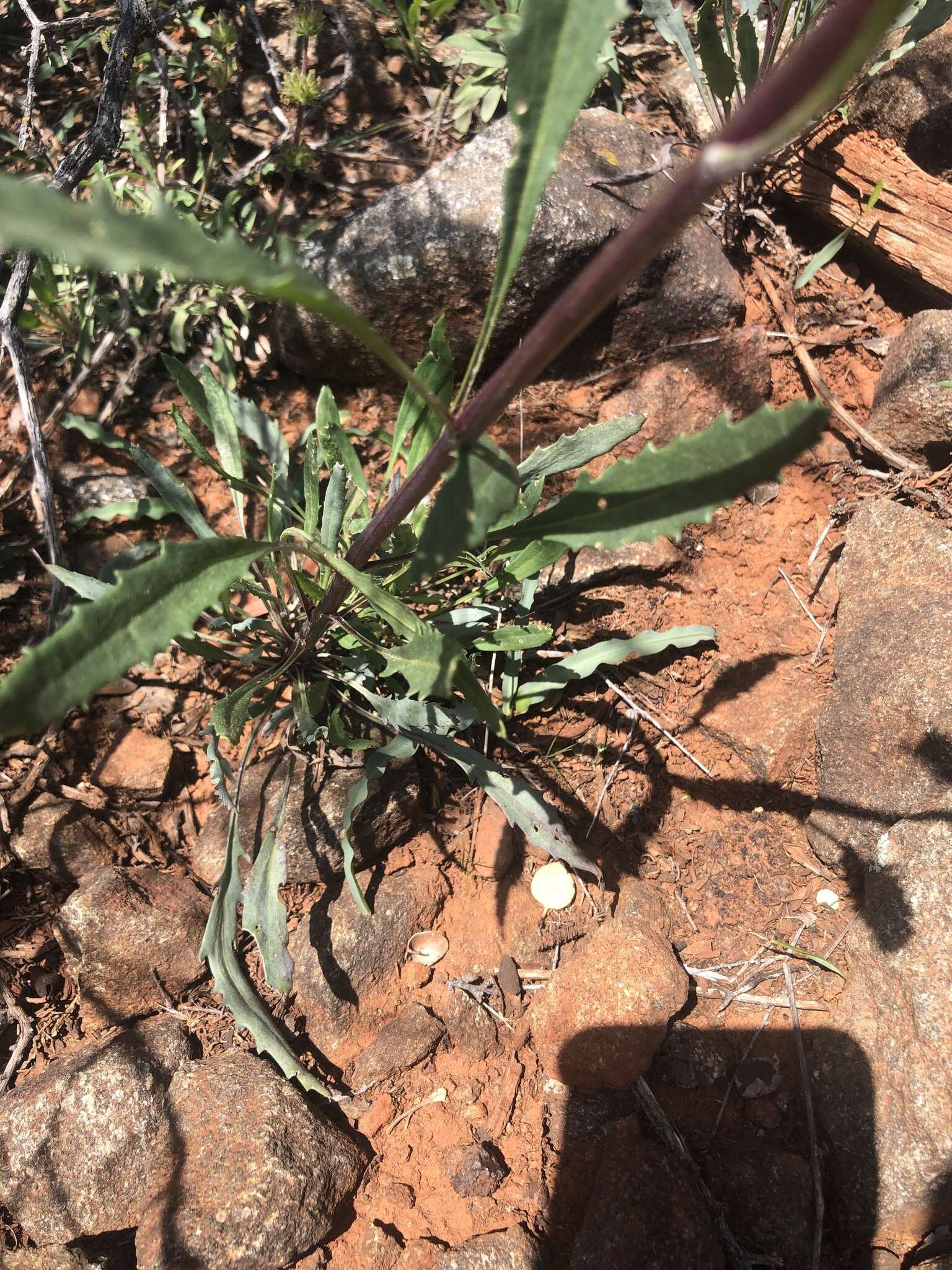 Image of Layne's ragwort