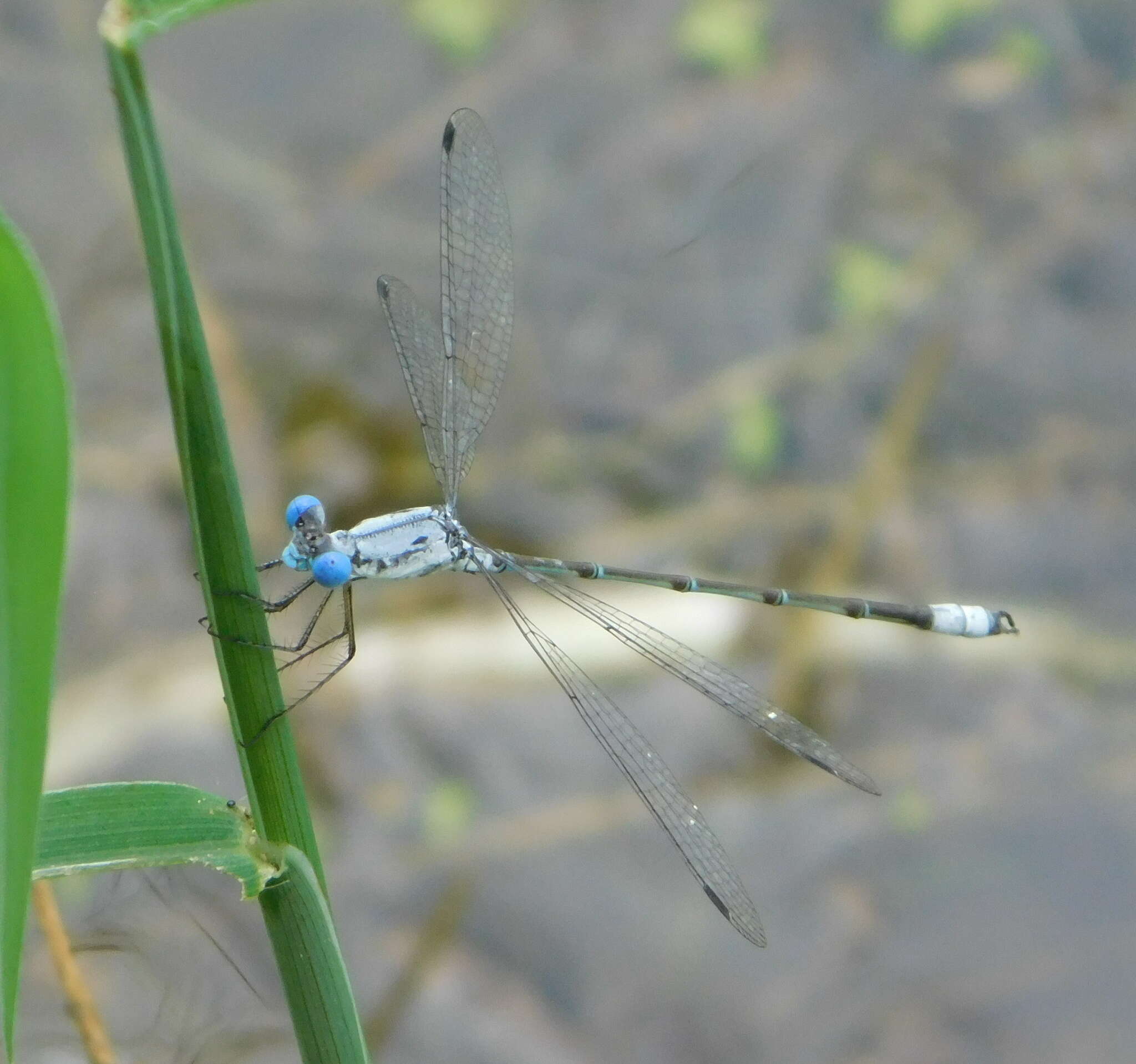 Sivun Lestes sigma Calvert 1901 kuva