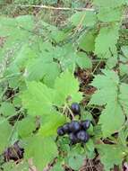 Image of Baneberry