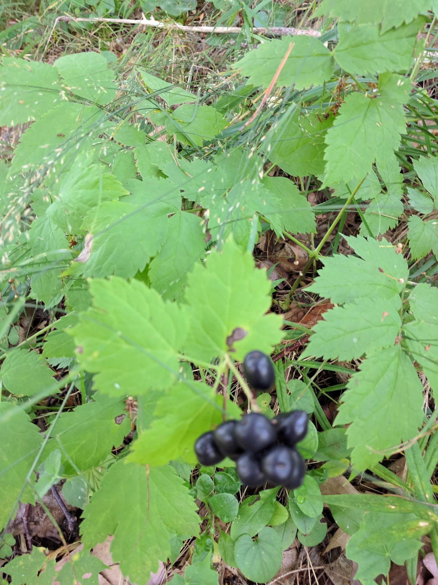 Image of Baneberry