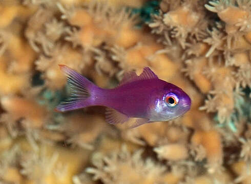 Image of Amethyst anthias