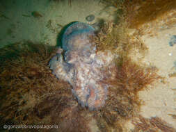 Image of Tehuelche octopus