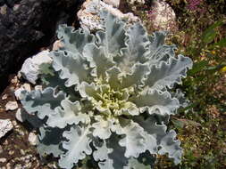 Image of wavyleaf mullein