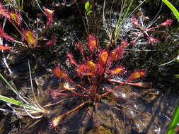 Imagem de Drosera obovata Mert. & Koch